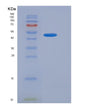 SDS-PAGE analysis of Human SMPDL3A (Cyclic Gmp-Amp Phosphodiesterase Smpdl3A) - Recombinant Protein, showing >90% purity under 15% SDS-PAGE (Reduced)