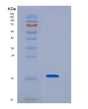 SDS-PAGE analysis of Mouse Cd79b (B-Cell Antigen Receptor Complex-Associated Protein Beta Chain) - Recombinant Protein, showing >95% purity under 15% SDS-PAGE (Reduced)