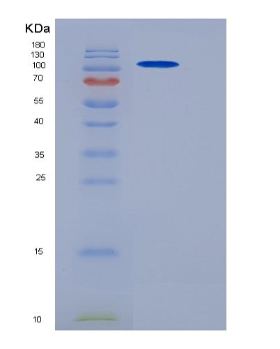 SDS-PAGE analysis of Mouse Parp1 (Poly [Adp-Ribose] Polymerase 1) - Recombinant Protein, showing >90% purity under 15% SDS-PAGE (Reduced)