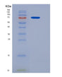 SDS-PAGE analysis of Mouse Ltf (Lactotransferrin) - Recombinant Protein, showing >85% purity under 15% SDS-PAGE (Reduced)