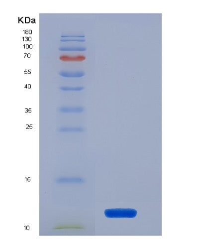 SDS-PAGE analysis of Human FKBP1A (Peptidyl-Prolyl Cis-Trans Isomerase Fkbp1A) - Recombinant Protein, showing >90% purity under 15% SDS-PAGE (Reduced)