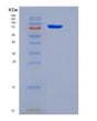 SDS-PAGE analysis of Human RACK1 (Small Ribosomal Subunit Protein Rack1) - Recombinant Protein, showing >95% purity under 15% SDS-PAGE (Reduced)