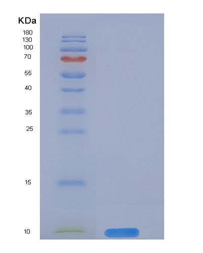 SDS-PAGE analysis of Mouse Cd59a (Cd59A Glycoprotein) - Recombinant Protein, showing >95% purity under 15% SDS-PAGE (Reduced)