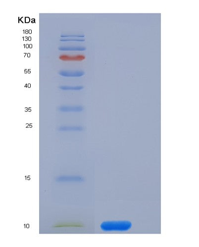SDS-PAGE analysis of Mouse Cd53 (Leukocyte Surface Antigen Cd53) - Recombinant Protein, showing >95% purity under 15% SDS-PAGE (Reduced)
