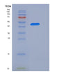 SDS-PAGE analysis of Human BTN3A3 (Butyrophilin Subfamily 3 Member A3) - Recombinant Protein, showing >90% purity under 15% SDS-PAGE (Reduced)