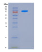 SDS-PAGE analysis of Human FSTL5 (Follistatin-Related Protein 5) - Recombinant Protein, showing >90% purity under 15% SDS-PAGE (Reduced)