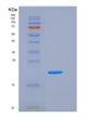 SDS-PAGE analysis of Human H1-0 (Histone H1.0) - Recombinant Protein, showing >95% purity under 15% SDS-PAGE (Reduced)