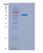 SDS-PAGE analysis of Mouse Fst (Follistatin) - Recombinant Protein, showing >90% purity under 15% SDS-PAGE (Reduced)