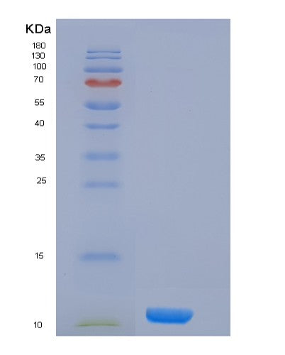SDS-PAGE analysis of Human H4C1 (Histone H4) - Recombinant Protein, showing >85% purity under 15% SDS-PAGE (Reduced)