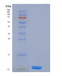 SDS-PAGE analysis of Human H4C1 (Histone H4) - Recombinant Protein, showing >85% purity under 15% SDS-PAGE (Reduced)