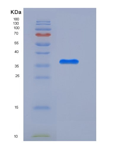 SDS-PAGE analysis of Human APEX1 (Dna Repair Nuclease/Redox Regulator Apex1) - Recombinant Protein, showing >90% purity under 15% SDS-PAGE (Reduced)