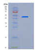SDS-PAGE analysis of Human CCNE1 (G1/S-Specific Cyclin-E1) - Recombinant Protein, showing >90% purity under 15% SDS-PAGE (Reduced)