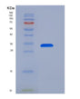 SDS-PAGE analysis of Human CXCL8 (Interleukin-8) - Recombinant Protein, showing >95% purity under 15% SDS-PAGE (Reduced)