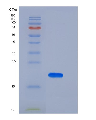 SDS-PAGE analysis of Human IL10 (Interleukin-10) - Recombinant Protein, showing >95% purity under 15% SDS-PAGE (Reduced)