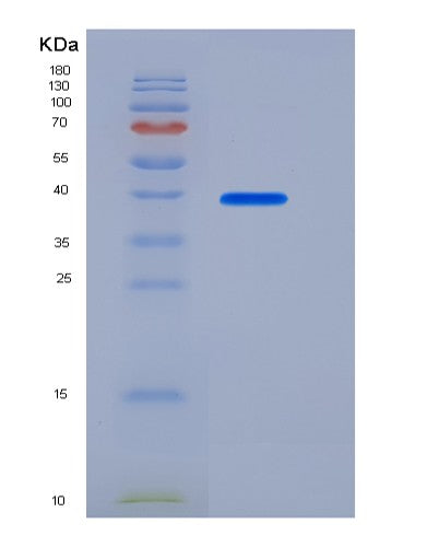 SDS-PAGE analysis of Human BMP2 (Bone Morphogenetic Protein 2) - Recombinant Protein, showing >85% purity under 15% SDS-PAGE (Reduced)