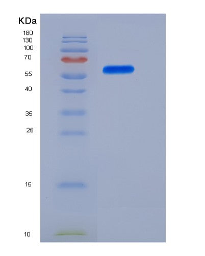 SDS-PAGE analysis of Human IL-12 (IL12A &IL12B Heterodimer) - Recombinant Protein, CAT# BLT-08422P showing >95% purity under 15% SDS-PAGE (Reduced)