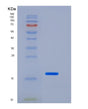SDS-PAGE analysis of Mouse Il1b (Interleukin-1 Beta) - Recombinant Protein, showing >90% purity under 15% SDS-PAGE (Reduced)