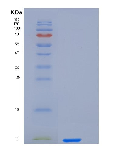 SDS-PAGE analysis of Human CXCL8 (Interleukin-8) - Recombinant Protein, showing >95% purity under 15% SDS-PAGE (Reduced)