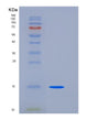 SDS-PAGE analysis of Human CD82 (Cd82 Antigen) - Recombinant Protein, showing >95% purity under 15% SDS-PAGE (Reduced)