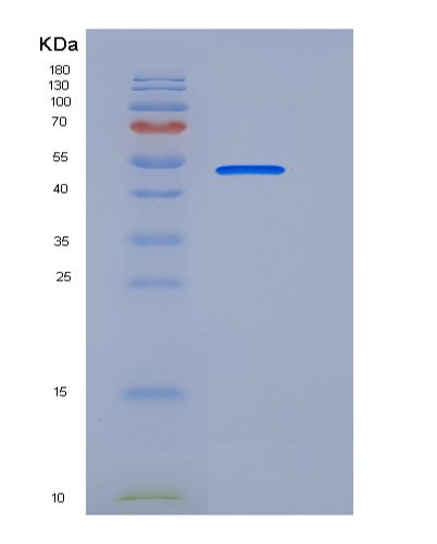 SDS-PAGE analysis of Human CD33 (Myeloid Cell Surface Antigen Cd33) - Recombinant Protein, showing >90% purity under 15% SDS-PAGE (Reduced)