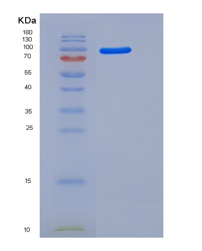 SDS-PAGE analysis of Mouse Ago2 (Protein Argonaute-2) - Recombinant Protein, showing >90% purity under 15% SDS-PAGE (Reduced)