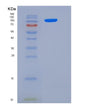 SDS-PAGE analysis of Human JAG1 (Protein Jagged-1) - Recombinant Protein, showing >85% purity under 15% SDS-PAGE (Reduced)