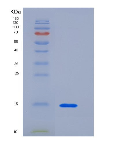 SDS-PAGE analysis of Human CEACAM3 (Cell Adhesion Molecule Ceacam3) - Recombinant Protein, showing >85% purity under 15% SDS-PAGE (Reduced)
