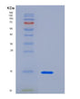 SDS-PAGE analysis of Human CEACAM3 (Cell Adhesion Molecule Ceacam3) - Recombinant Protein, showing >85% purity under 15% SDS-PAGE (Reduced)