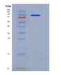 SDS-PAGE analysis of Human NRP1 (Neuropilin-1) - Recombinant Protein, showing >95% purity under 15% SDS-PAGE (Reduced)
