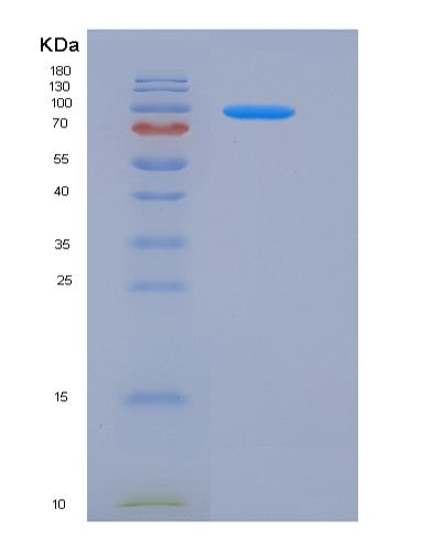 SDS-PAGE analysis of Human TPO (Thyroid Peroxidase) - Recombinant Protein, showing >90% purity under 15% SDS-PAGE (Reduced)