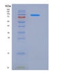 SDS-PAGE analysis of Human TPO (Thyroid Peroxidase) - Recombinant Protein, showing >90% purity under 15% SDS-PAGE (Reduced)