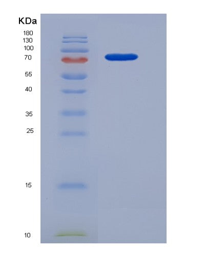 SDS-PAGE analysis of Human HDAC3 (Histone Deacetylase 3) - Recombinant Protein, showing >90% purity under 15% SDS-PAGE (Reduced)