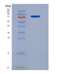 SDS-PAGE analysis of Human HDAC3 (Histone Deacetylase 3) - Recombinant Protein, showing >90% purity under 15% SDS-PAGE (Reduced)