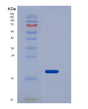 SDS-PAGE analysis of Mouse Reg3b (Regenerating Islet-Derived Protein 3-Beta) - Recombinant Protein, showing >85% purity under 15% SDS-PAGE (Reduced)