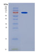 SDS-PAGE analysis of Mouse Csk (Tyrosine-Protein Kinase Csk) - Recombinant Protein, showing >95% purity under 15% SDS-PAGE (Reduced)