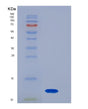 SDS-PAGE analysis of Mouse S100a8 (Protein S100-A8) - Recombinant Protein, showing >90% purity under 15% SDS-PAGE (Reduced)