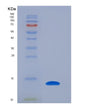 SDS-PAGE analysis of Human PCLAF (Pcna-Associated Factor) - Recombinant Protein, showing >90% purity under 15% SDS-PAGE (Reduced)