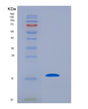 SDS-PAGE analysis of Human BIRC5 (Baculoviral Iap Repeat-Containing Protein 5) - Recombinant Protein, showing >85% purity under 15% SDS-PAGE (Reduced)