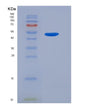 SDS-PAGE analysis of Human PNLIP (Pancreatic Triacylglycerol Lipase) - Recombinant Protein, showing >90% purity under 15% SDS-PAGE (Reduced)