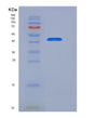 SDS-PAGE analysis of Human REN (Renin) - Recombinant Protein, showing >95% purity under 15% SDS-PAGE (Reduced)