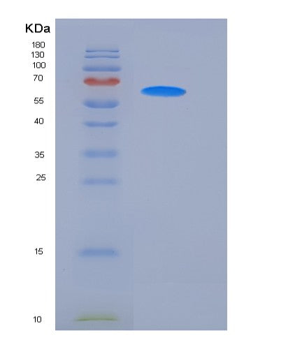 SDS-PAGE analysis of Mouse Cd14 (Monocyte Differentiation Antigen Cd14) - Recombinant Protein, showing >90% purity under 15% SDS-PAGE (Reduced)