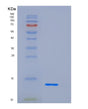 SDS-PAGE analysis of Mouse Cd83 (Cd83 Antigen) - Recombinant Protein, showing >95% purity under 15% SDS-PAGE (Reduced)