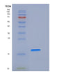 SDS-PAGE analysis of Human FAS (Tumor Necrosis Factor Receptor Superfamily Member 6) - Recombinant Protein, showing >95% purity under 15% SDS-PAGE (Reduced)
