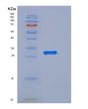SDS-PAGE analysis of Mouse Uchl3 (Ubiquitin Carboxyl-Terminal Hydrolase Isozyme L3) - Recombinant Protein, showing >90% purity under 15% SDS-PAGE (Reduced)