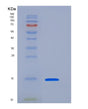 SDS-PAGE analysis of Human CLEC7A (C-Type Lectin Domain Family 7 Member A) - Recombinant Protein, showing >95% purity under 15% SDS-PAGE (Reduced)