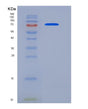 SDS-PAGE analysis of Human ECE1 (Endothelin-Converting Enzyme 1) - Recombinant Protein, showing >90% purity under 15% SDS-PAGE (Reduced)