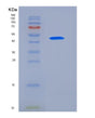 SDS-PAGE analysis of Human ULBP2 (Ul16-Binding Protein 2) - Recombinant Protein, showing >90% purity under 15% SDS-PAGE (Reduced)