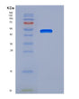 SDS-PAGE analysis of Human LXN (Latexin) - Recombinant Protein, showing >85% purity under 15% SDS-PAGE (Reduced)