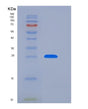 SDS-PAGE analysis of Human GLIPR1 (Glioma Pathogenesis-Related Protein 1) - Recombinant Protein, showing >90% purity under 15% SDS-PAGE (Reduced)