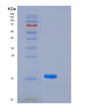 SDS-PAGE analysis of Human FABP4 (Fatty Acid-Binding Protein, Adipocyte) - Recombinant Protein, showing >90% purity under 15% SDS-PAGE (Reduced)